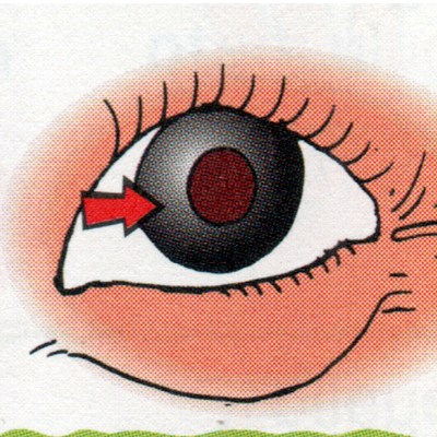 Lunou / cornea / kornea