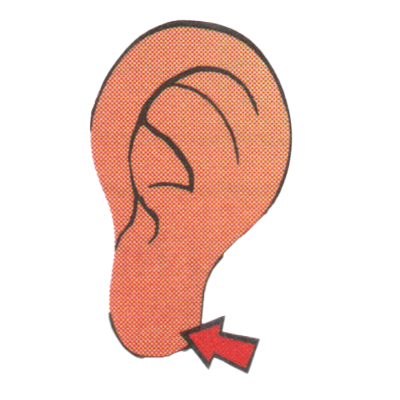 Talad tolingo / earlobe / cuping telinga